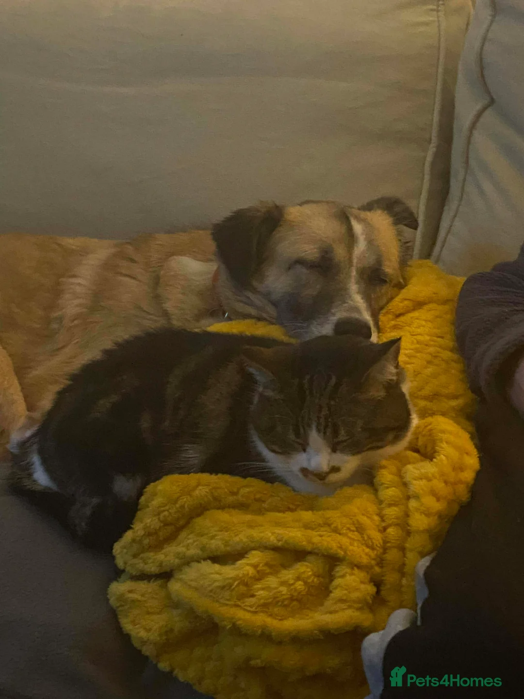 Mixed Breed dogs for adoption: 💕 Shelby 💕 in Blackpool - Advert 10