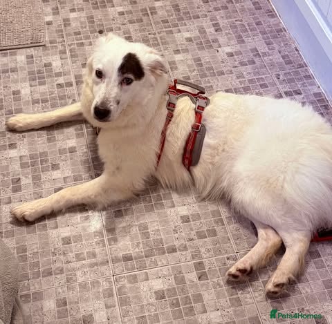 Handsome Albie — Mixed Breed