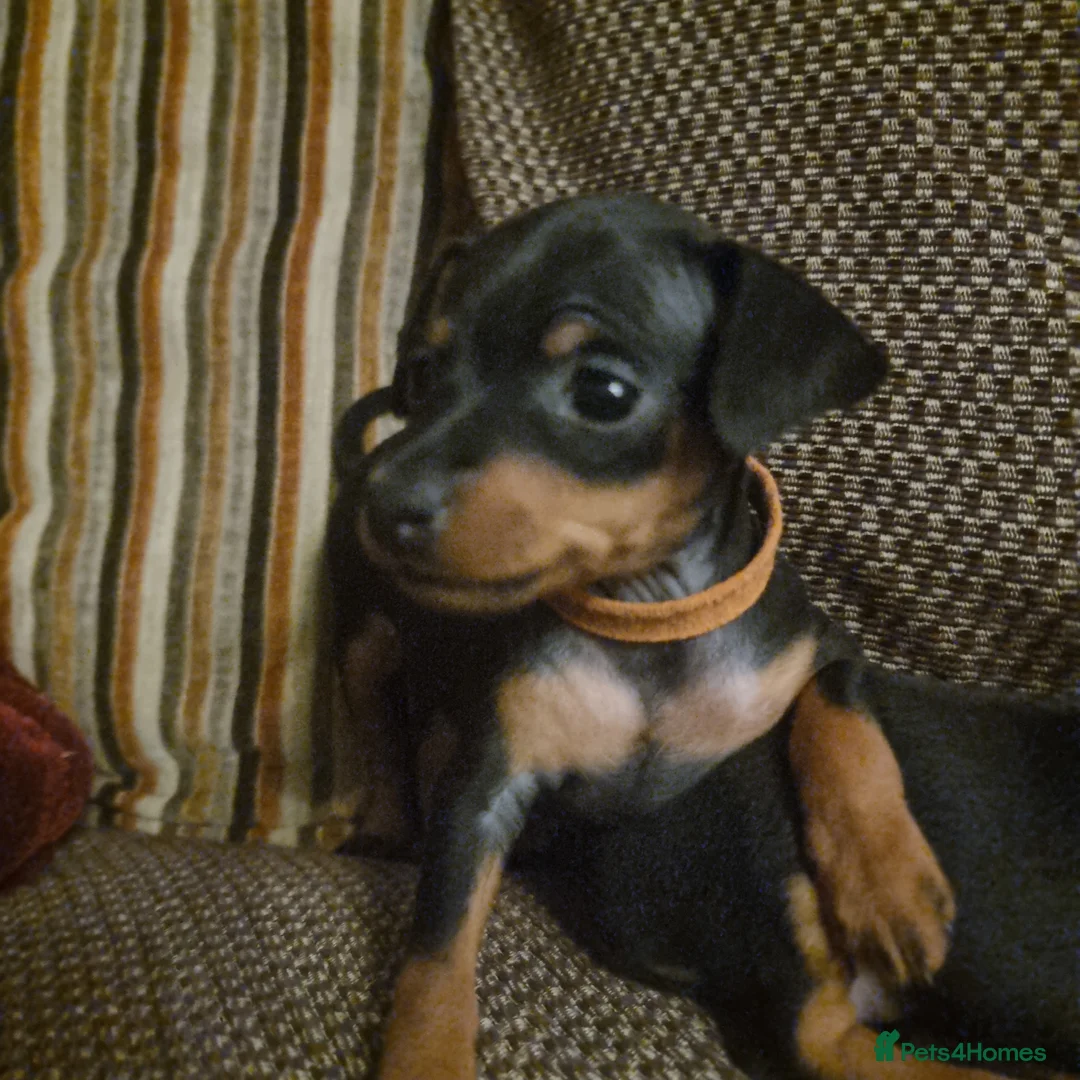 Miniature Pinscher dogs for sale: Miniature pinscher pups - Advert 35