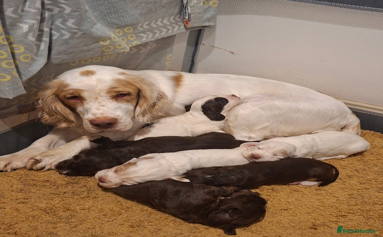 Mixed Breed dogs - Advert 5