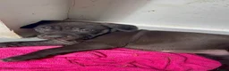 Mixed Breed dogs for sale: Bullmastiff cross cane corso - Advert 8