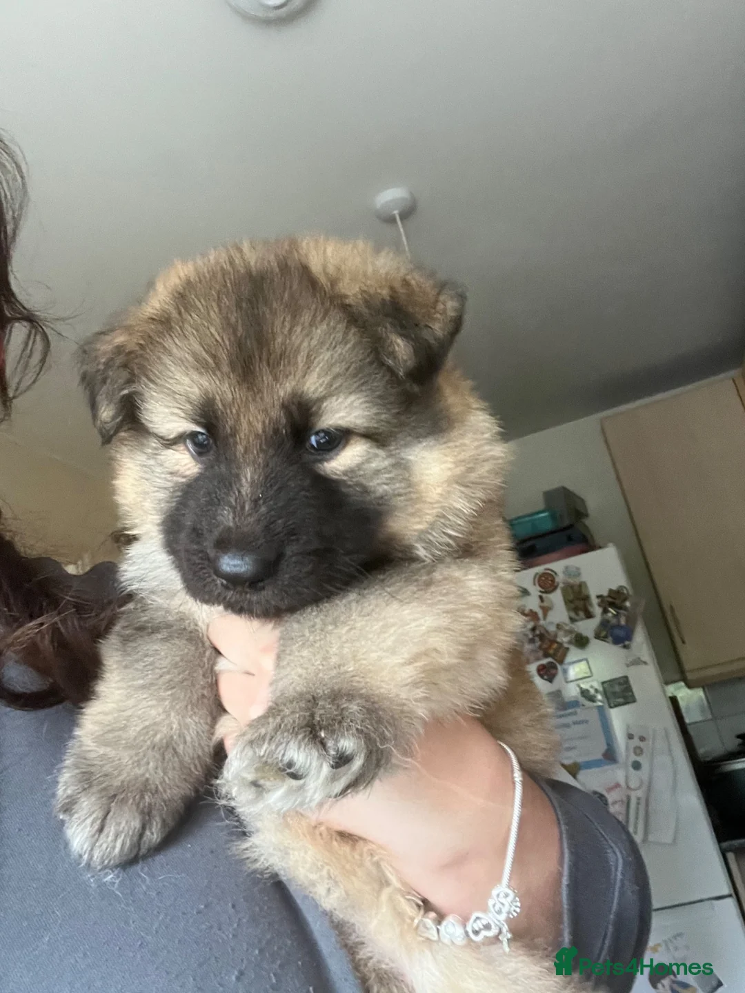 German Shepherd dogs for sale: Beautiful German Shepherd puppies in Hatfield - Advert 7