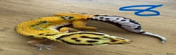 Leopard Gecko reptiles for sale: Leopard geckos - Advert 1