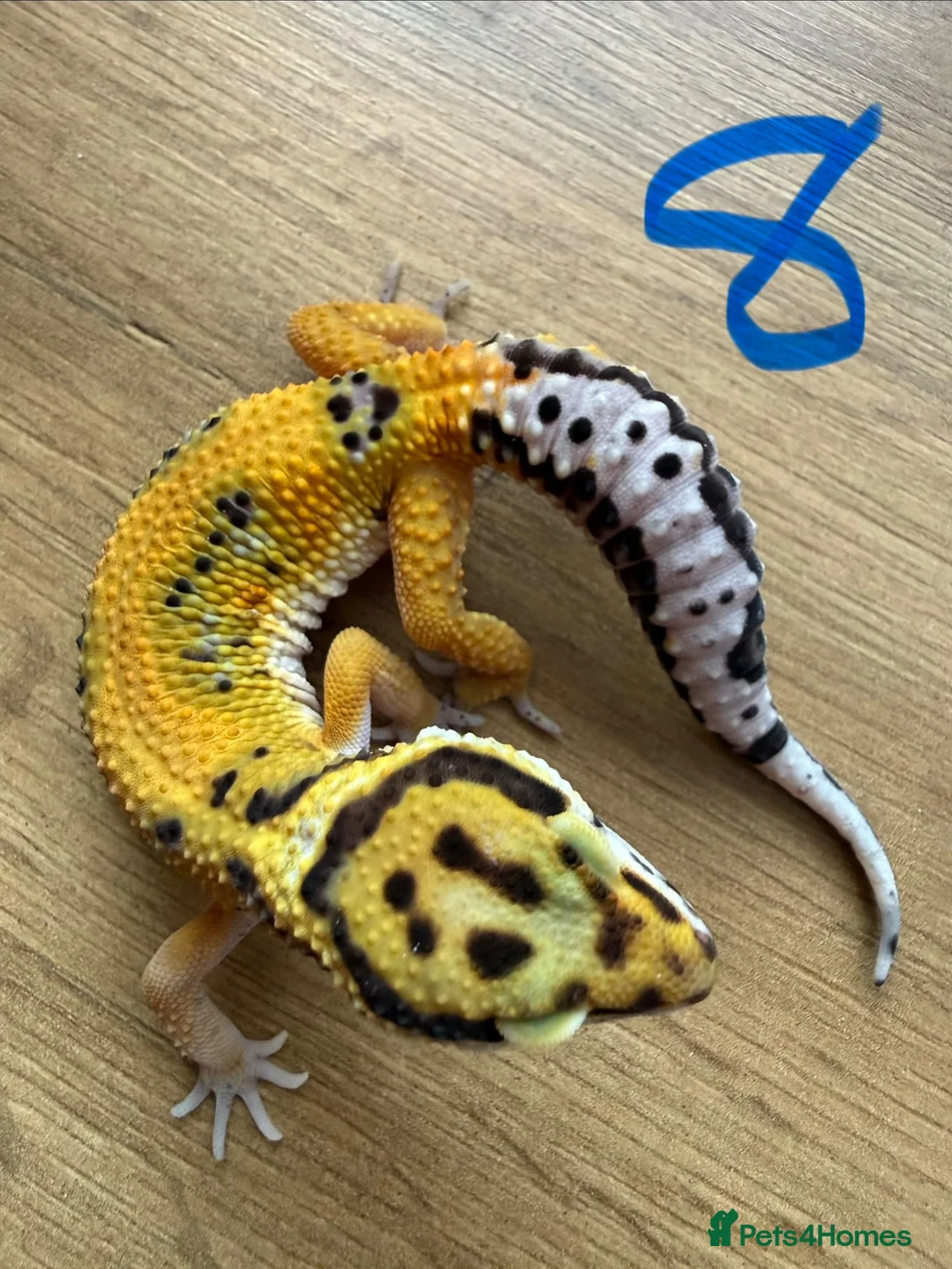 Leopard Gecko reptiles for sale: Leopard geckos - Advert 1