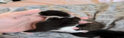 Mixed Breed cats for sale: Five stunning kittens - Advert 8