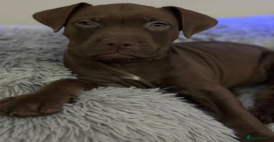 American Bull Staffy dogs Staffy Bull Puppies - Advert 7