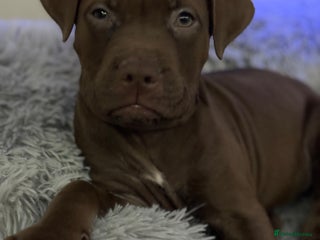 American Bull Staffy dogs Staffy Bull Puppies - Advert 13