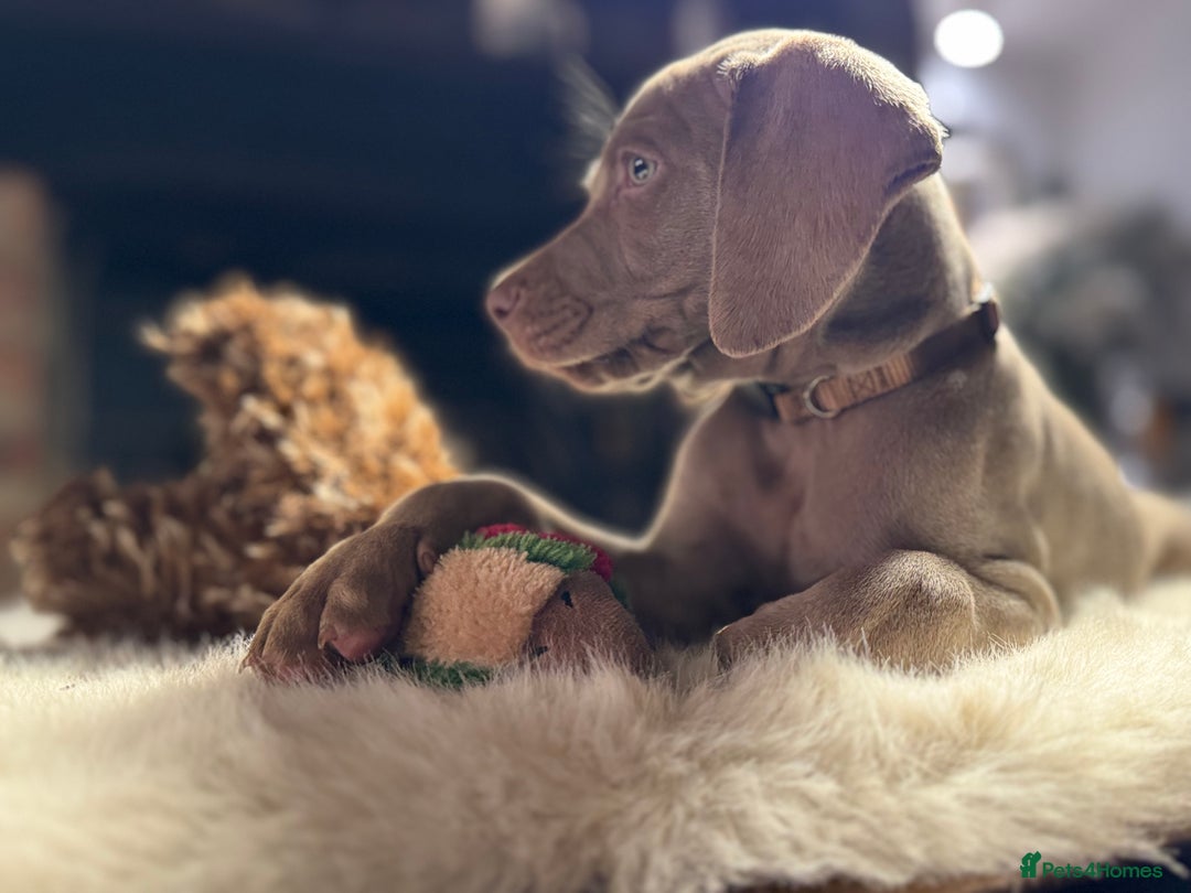 Weimaraner dogs for sale: ✨READY NOW✨ LAST FEW GIRLS✨ KC Reg Pups  ✨ - Advert 11