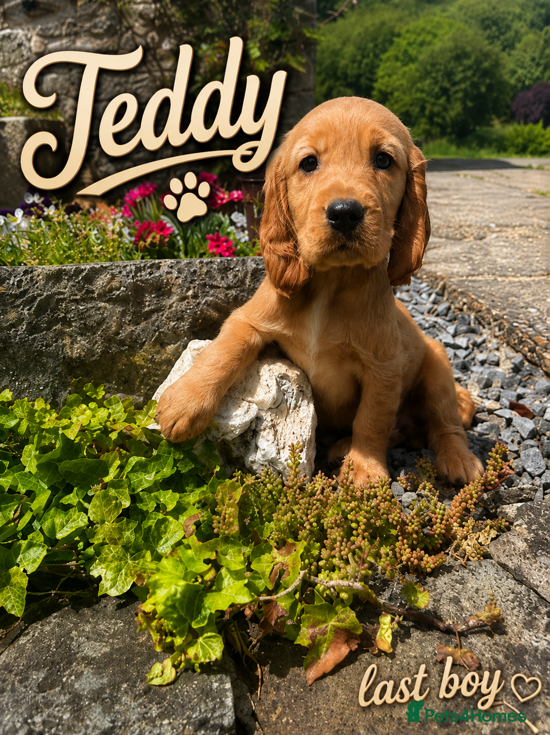Cocker Spaniel dogs Show Type Cocker Spaniel Puppies/ DNA TESTED M&D - Advert 1