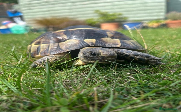 Tortoise reptiles - Advert 1