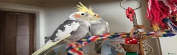 Cockatiels birds for sale: Hand tamed 2 baby cockatiels available  - Advert 5