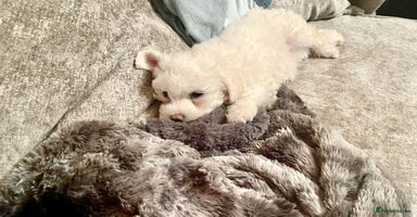 Bichon Frise dogs - Advert 14