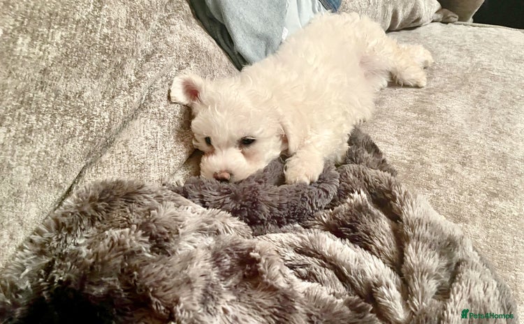 Bichon Frise dogs - Advert 1