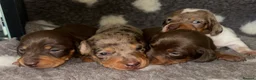 Miniature Dachshund dogs for sale: KC Registered Miniature Smooth Dachshund Puppies   - Advert 13