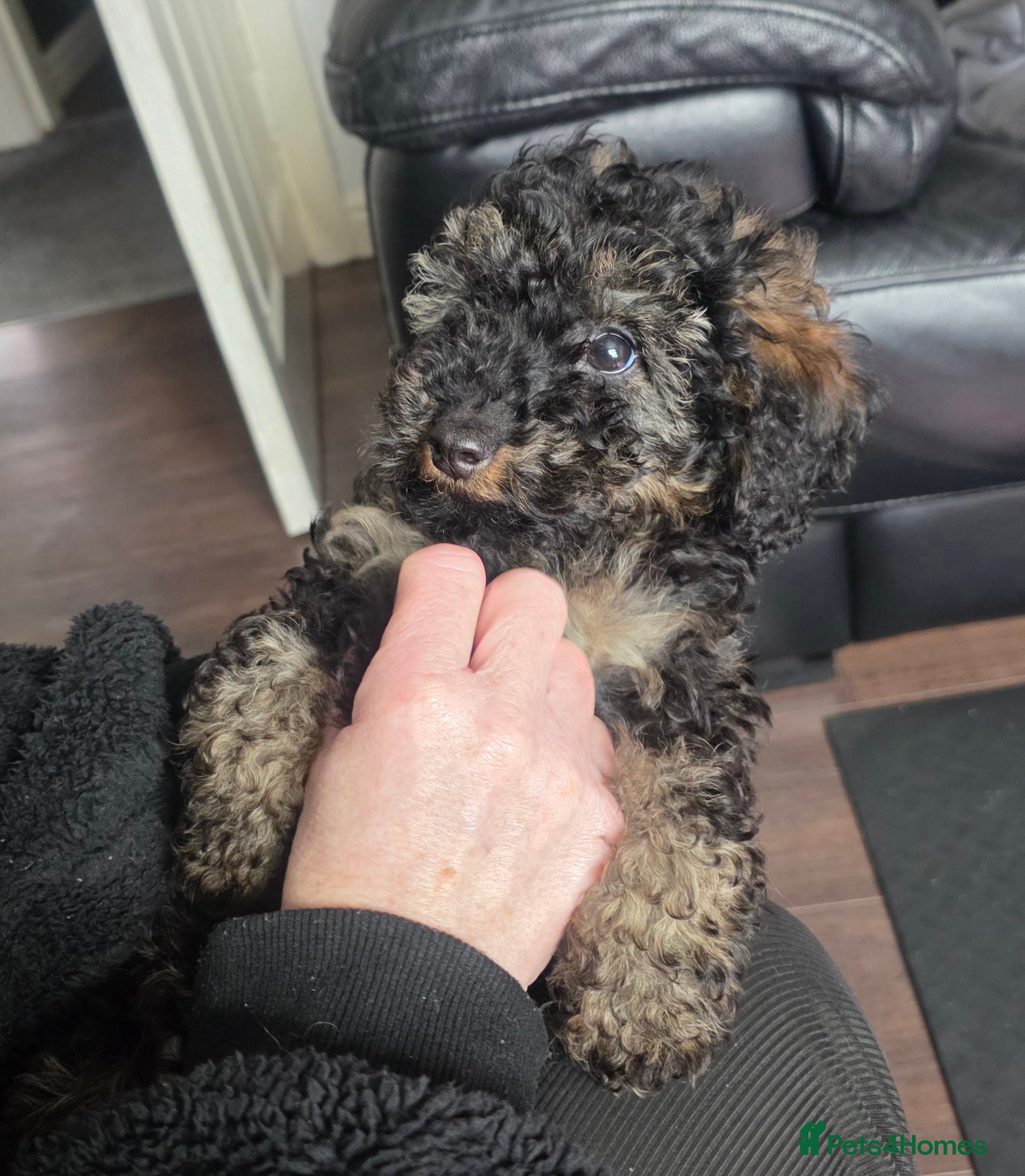 Doxiepoo dogs Beautiful toy poodle phantom rare colour 3/4 pups - Advert 11