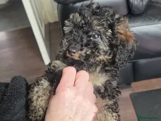 Doxiepoo dogs Beautiful toy poodle phantom rare colour 3/4 pups - Advert 11