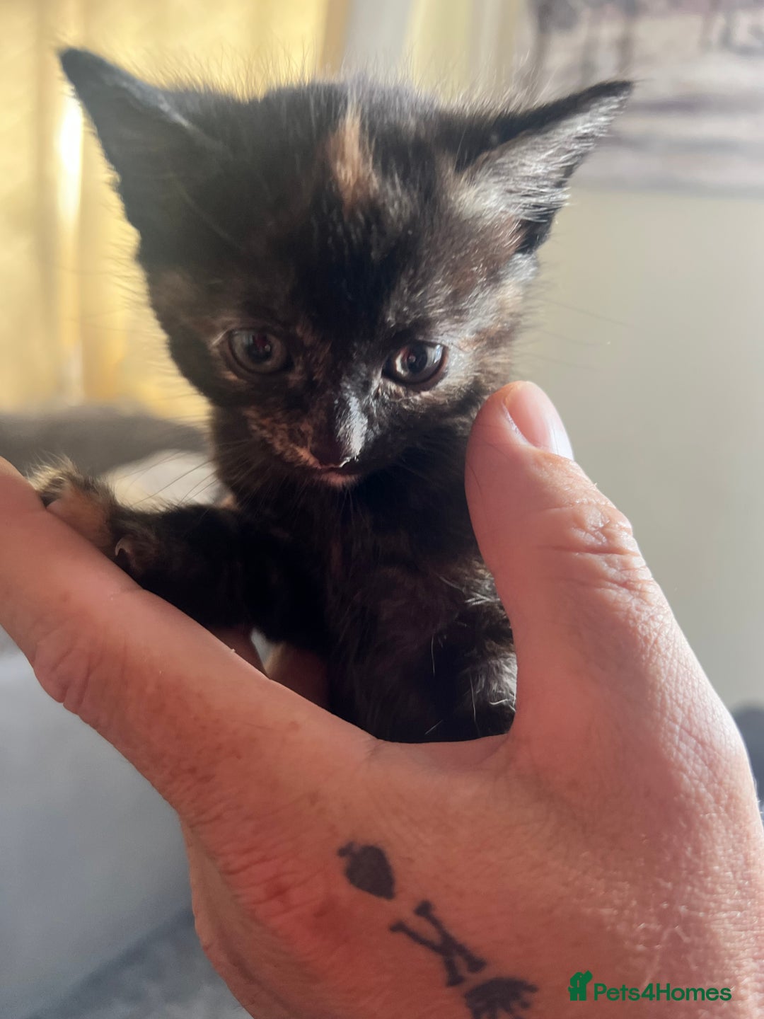 Mixed Breed cats for sale: Tortoise shell kittens - Image 2