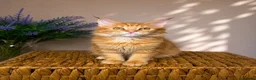 Maine Coon cats for sale: Pedigree Maine Coon Kittens 🌺 Champion Bloodlines - Advert 13