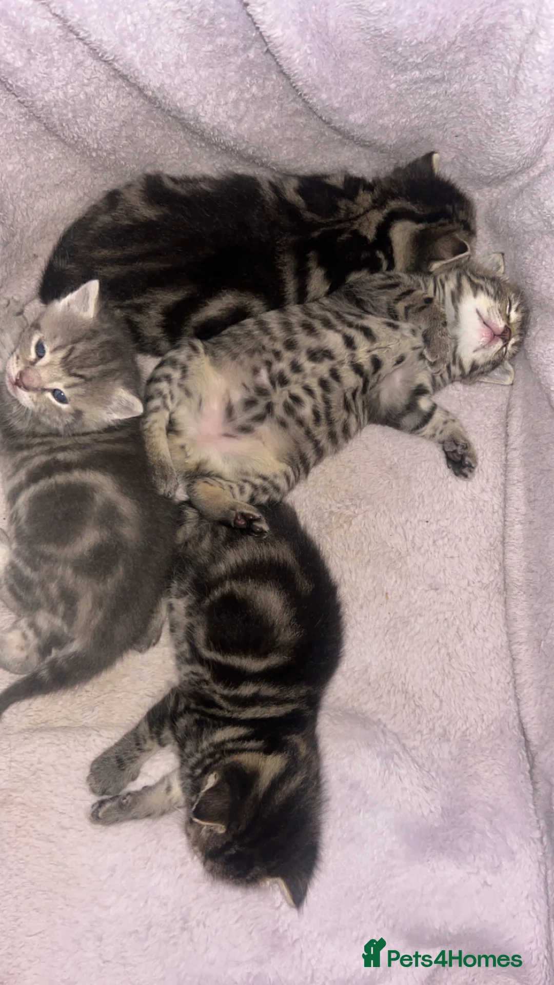 Mixed Breed cats for sale: Bengal kittens  in North Walsham - Advert 10