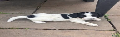 Sprocker 1