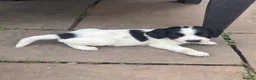 Sprocker dogs for sale: 6 English springer spaniel cross border spaniels  - Advert 7