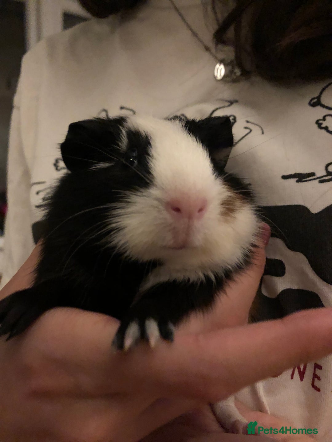Guinea Pig rodents for sale: Bonded Male Guinea Pigs for Rehoming - Image 8