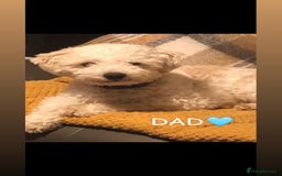 Cockapoo dogs for sale: Cockapoo puppies  - Image 9