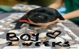 Labrador Retriever dogs for sale: 1 Excellent, outstanding male ready 9 November  - Image 11