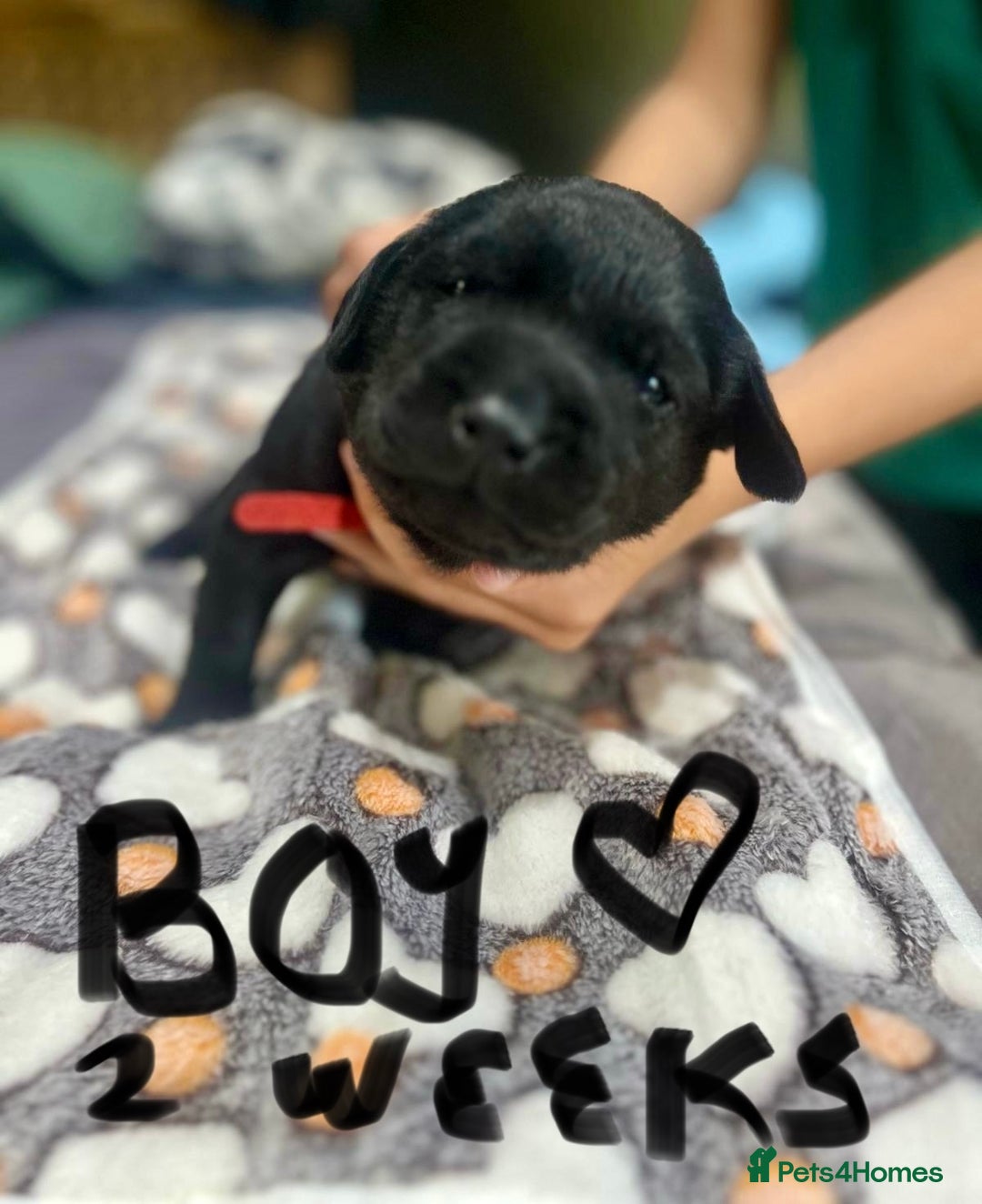 Labrador Retriever dogs for sale: 1 Excellent, outstanding male ready 9 November  - Image 11