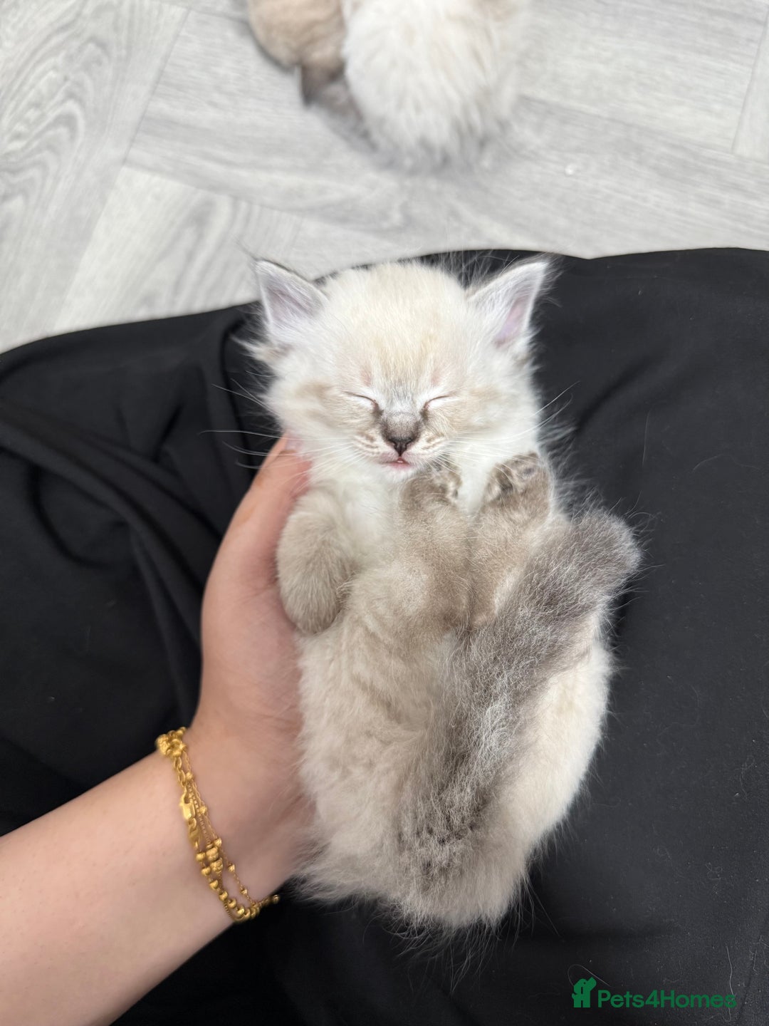 Ragdoll cats for sale: 7 beautiful seal/lynx point ragdoll kittens - Image 19