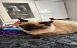 Ragdoll cats for sale: Ragdoll - Image 2