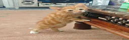 Mixed Breed cats for sale: Kitten - Advert 13