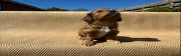 Mixed Breed dogs for sale: Havatoodle Pups - Advert 34