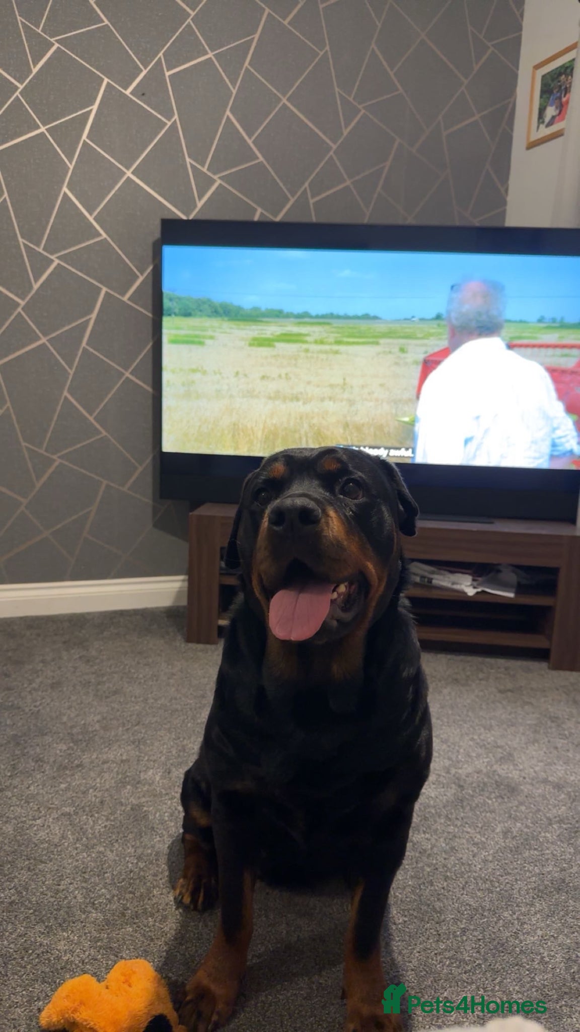 Rottweiler dogs for sale: 4 Beautiful Male Rottweiler Puppies  - Advert 1