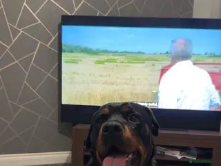 Rottweiler dogs 4 Beautiful Male Rottweiler Puppies - Advert 2