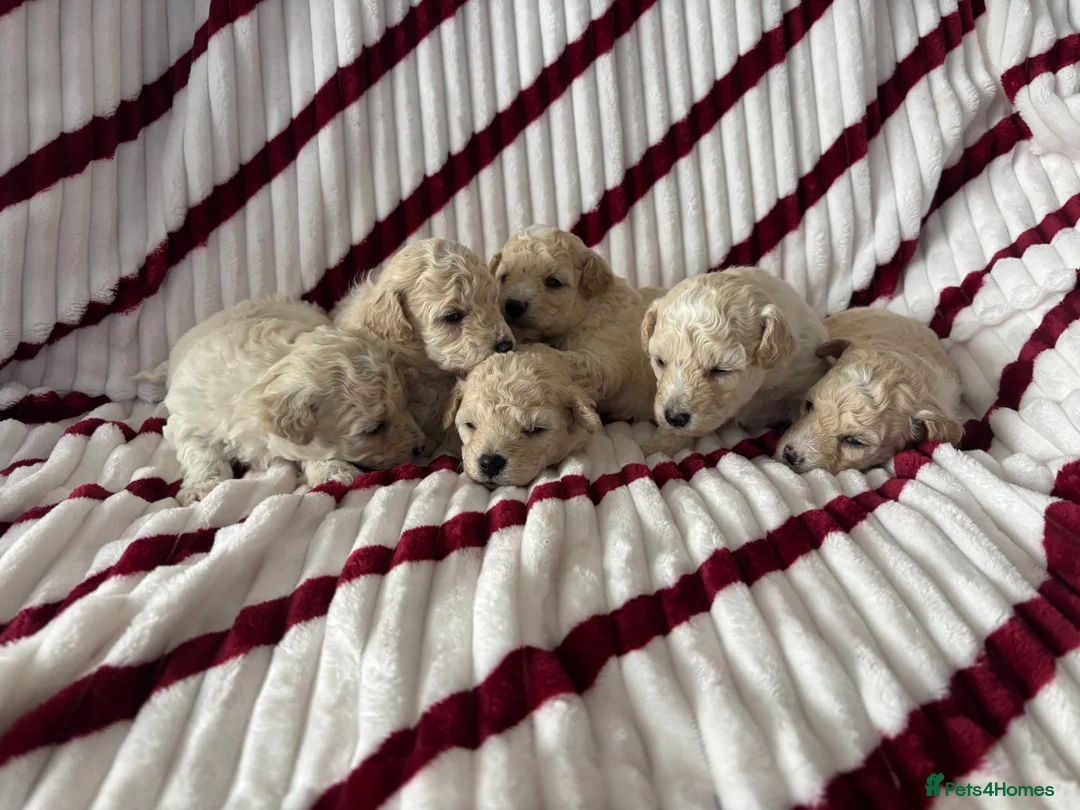 Poochon dogs for sale: One boy remaining - Advert 9