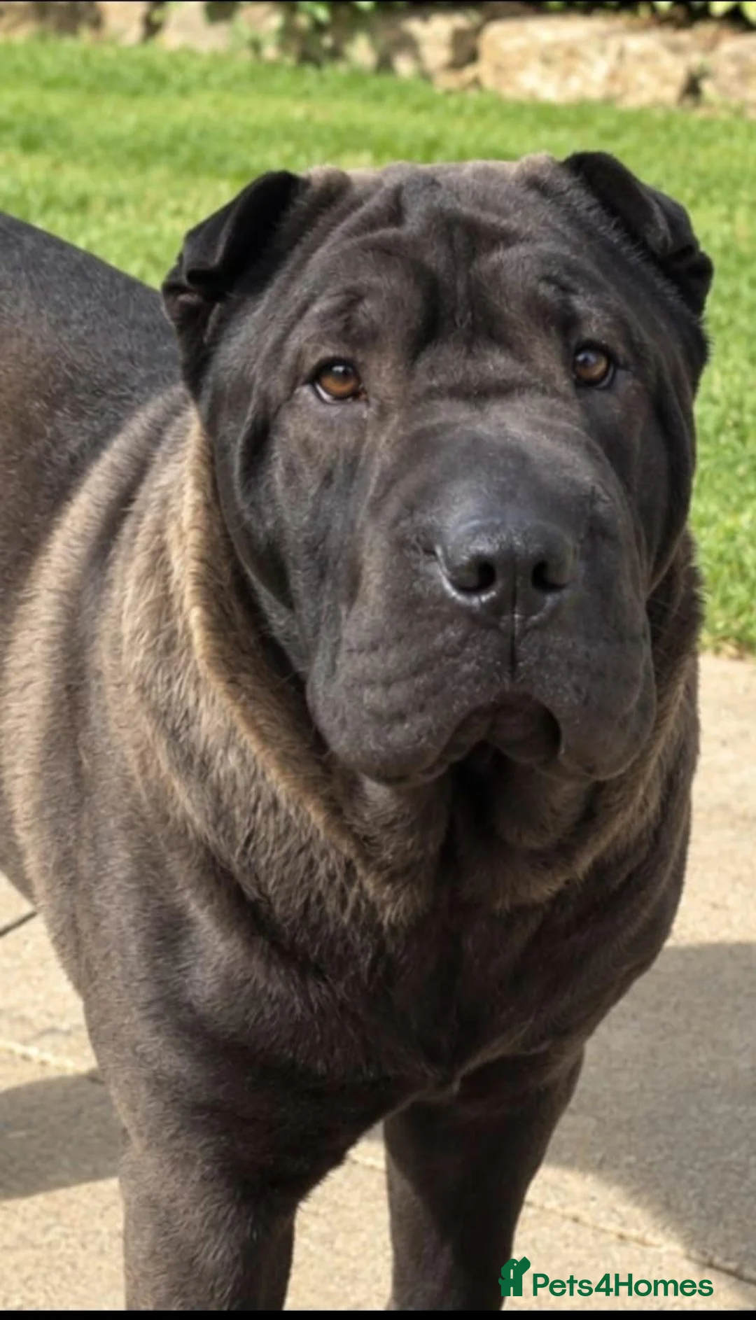 Shar Pei dogs for sale: Shar pei in Corby - Advert 2