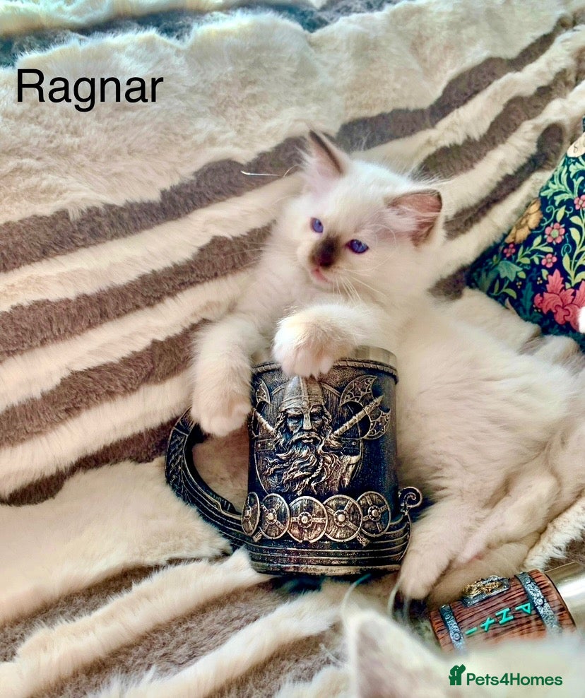 Ragdoll cats Ready Gccf Anne Baker champion Ragdoll kittens  - Advert 14
