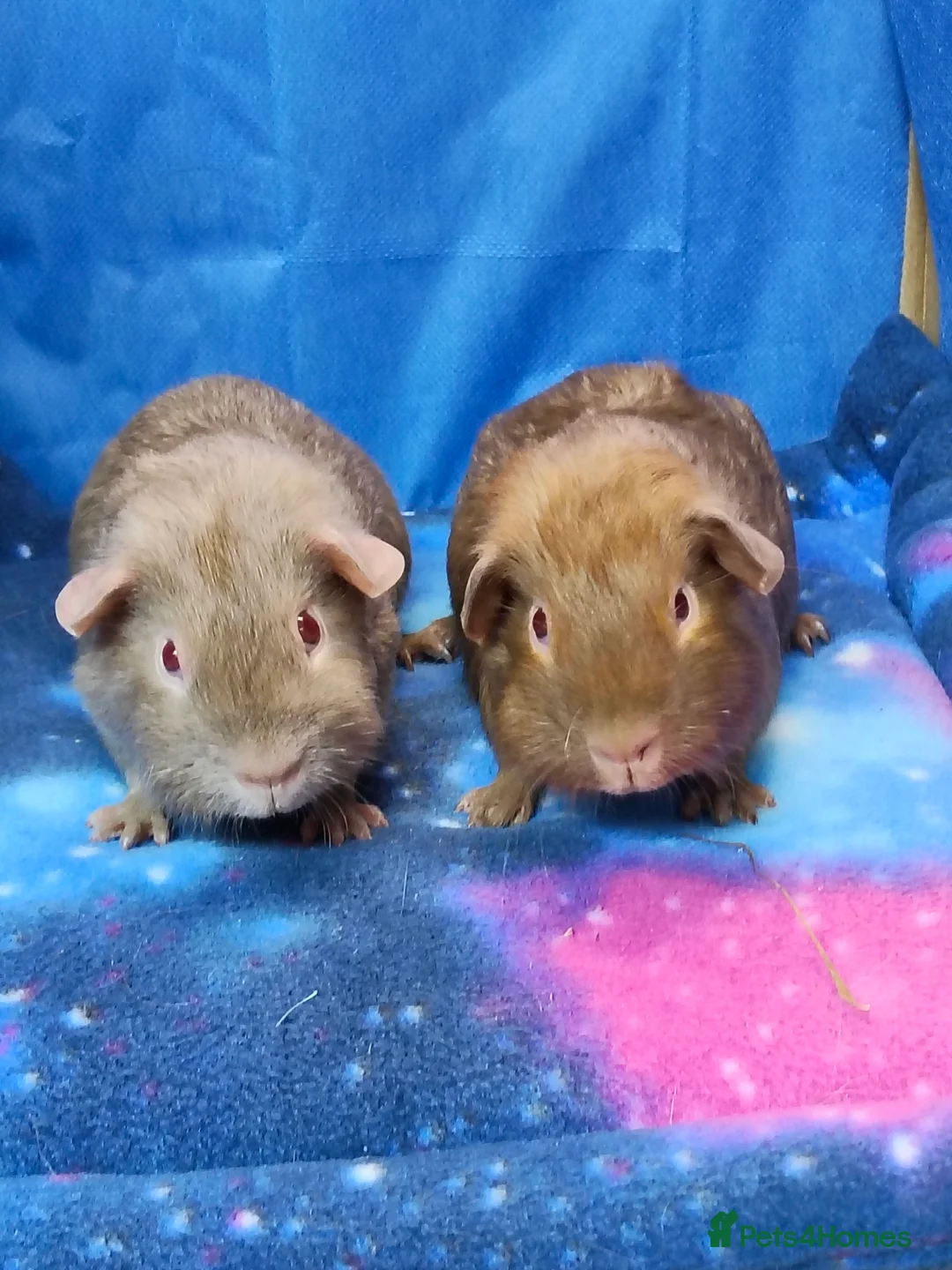 Guinea Pig rodents for sale: Guinea pigs  - Advert 6