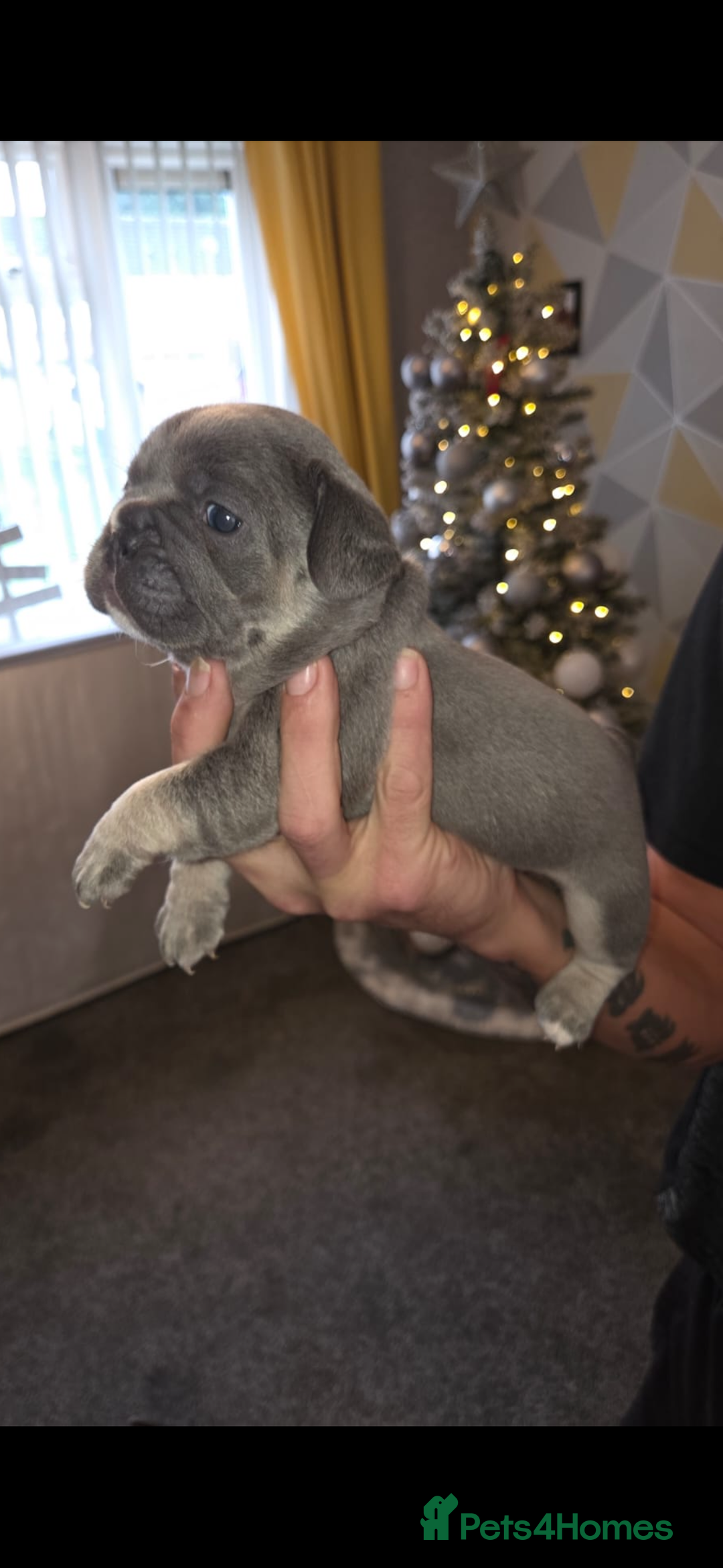 French Bulldog dogs for sale: French bulldog puppies - Advert 3