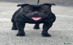 Staffordshire Bull Terrier dogs for stud: One and only ACE stud!  - Image 2