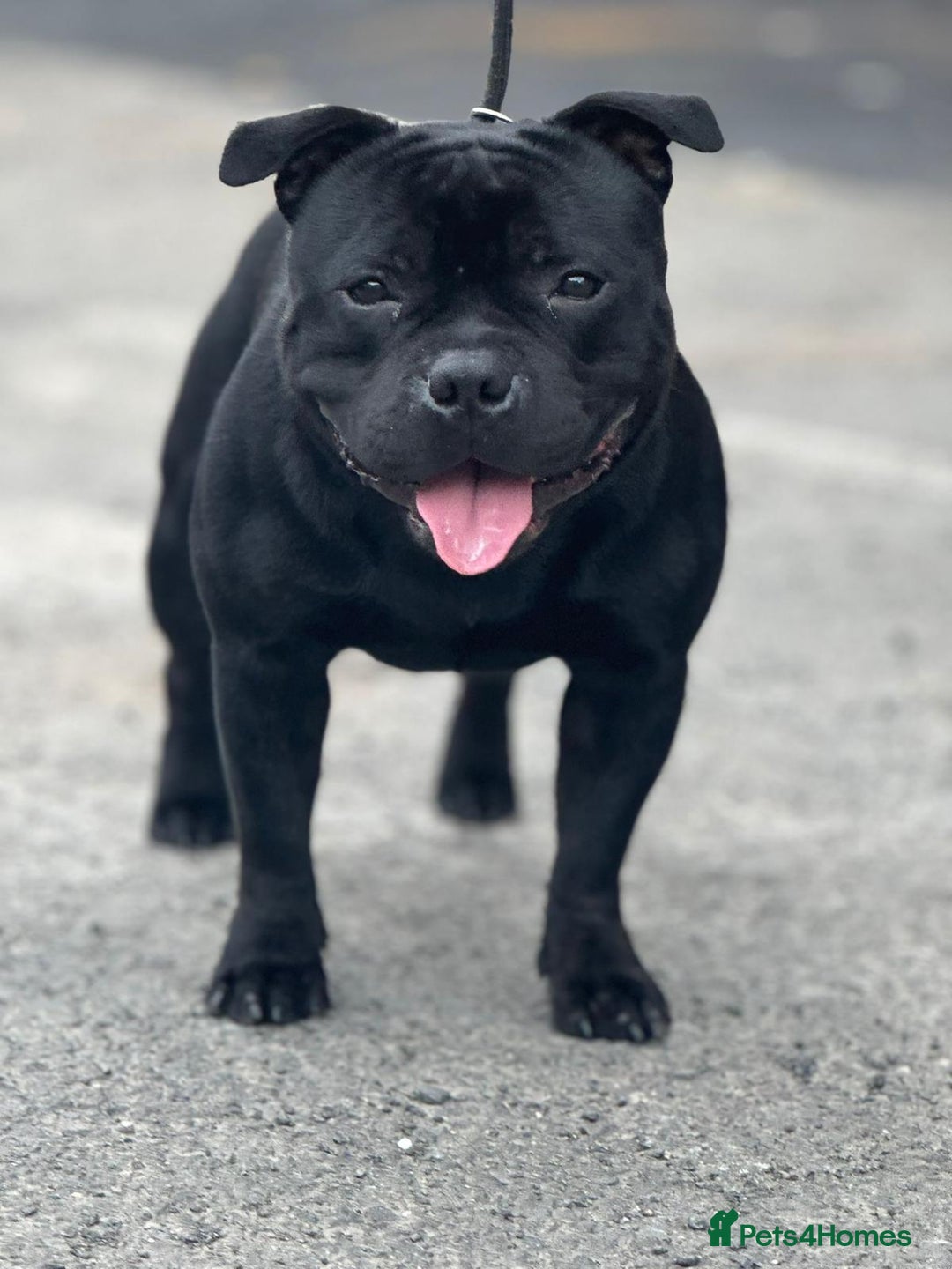 Staffordshire Bull Terrier dogs for stud: One and only ACE stud!  - Image 2