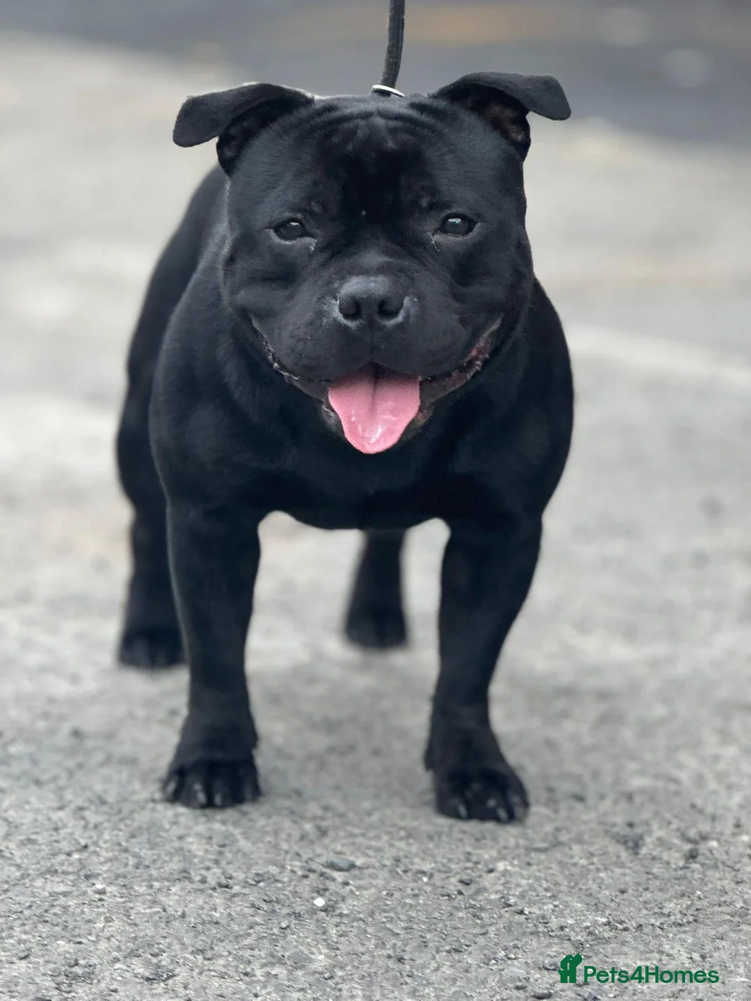 Staffordshire Bull Terrier dogs for stud: One and only ACE stud!  - Advert 2