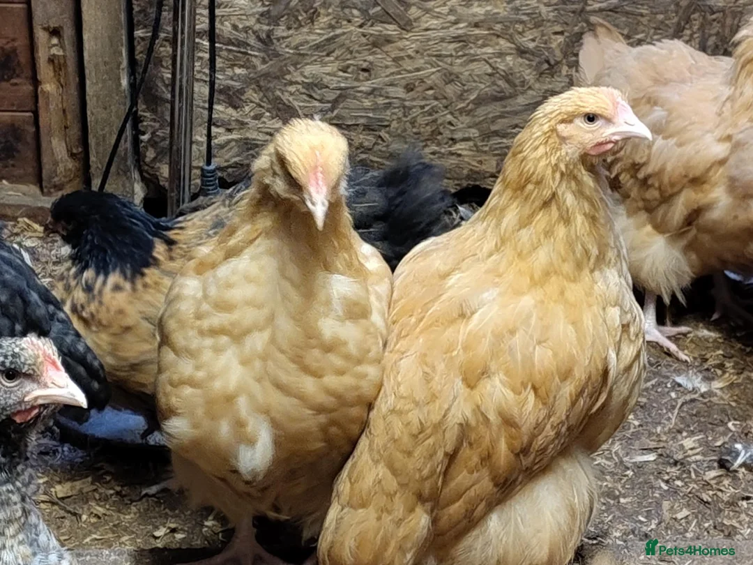 Chickens poultry for sale: Buff Orpington cockeral  - Advert 4