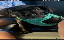 Cane Corso dogs for sale:  Gorgeous boy Cane corso  - Image 3