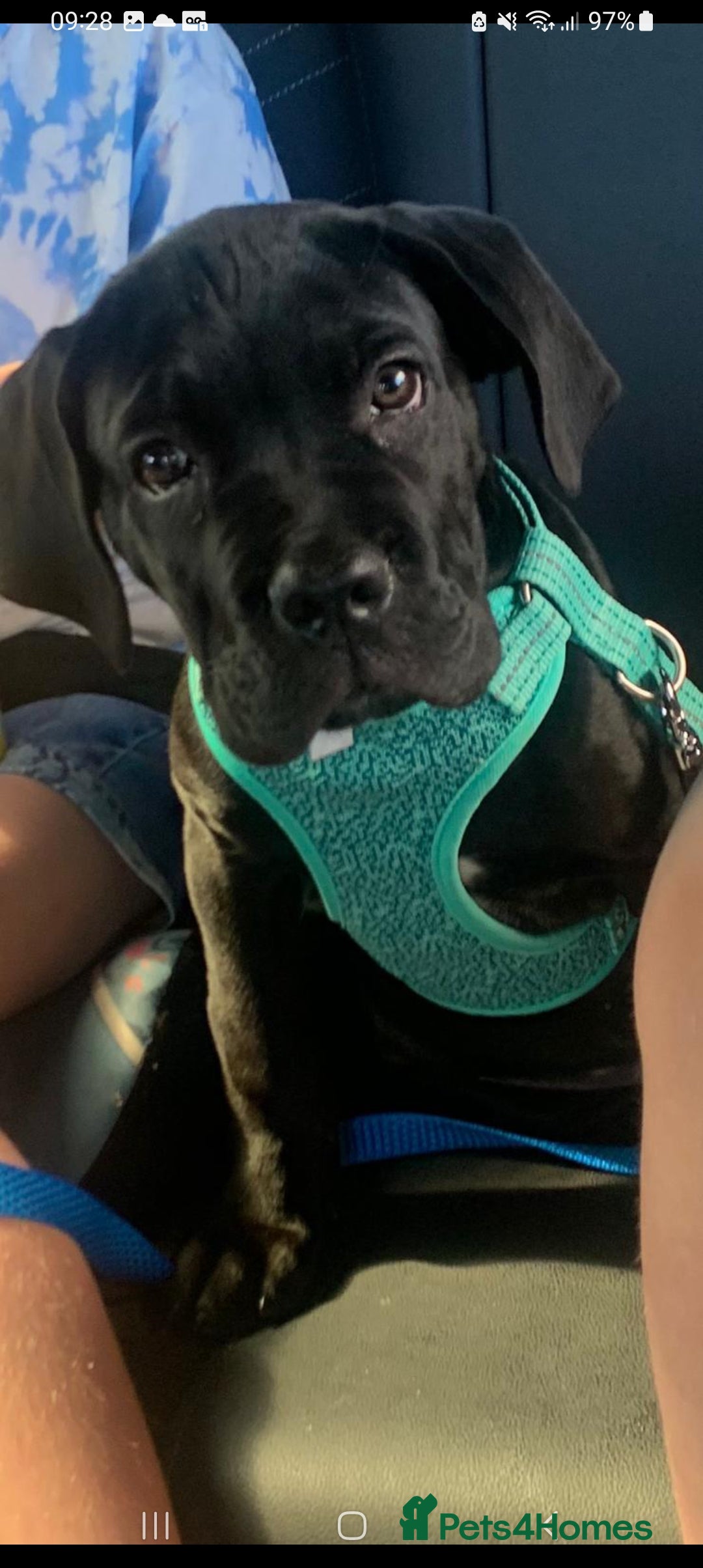 Cane Corso dogs for sale:  Gorgeous boy Cane corso  - Image 3