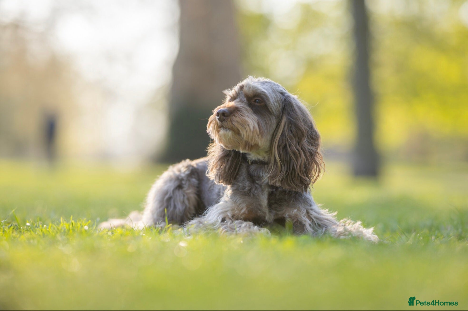 Cockapoo dogs Ross, a Proven Model F1 Cockapoo - Advert 15