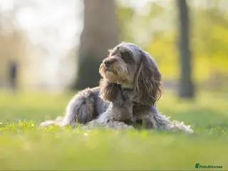 Cockapoo dogs Ross, a Proven Model F1 Cockapoo - Advert 15