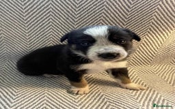 Border Collie dogs for sale: Border collie pups - Image 14