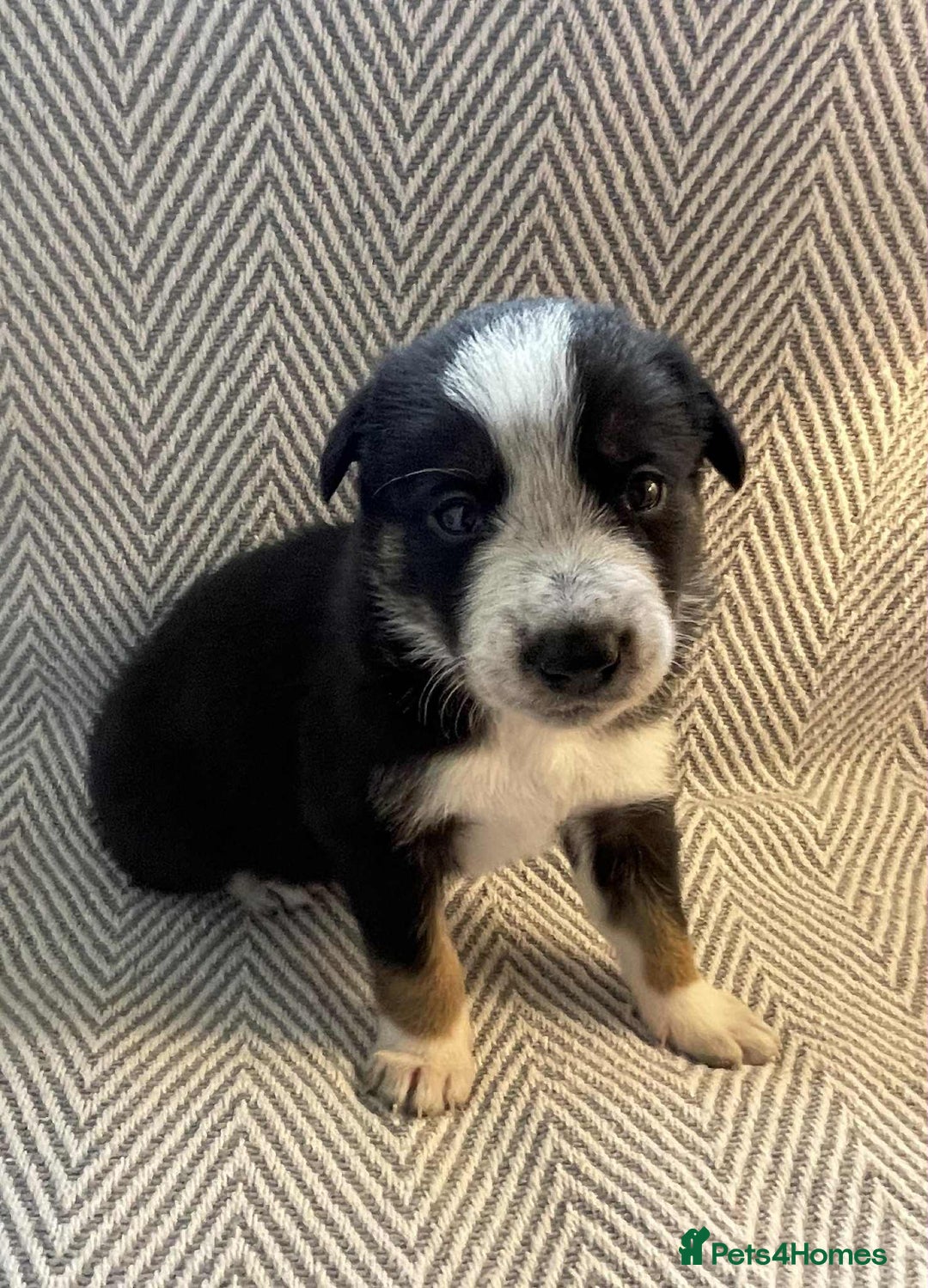 Border Collie dogs for sale: Border collie pups - Image 14